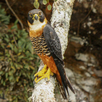 Orange-breasted Falcon